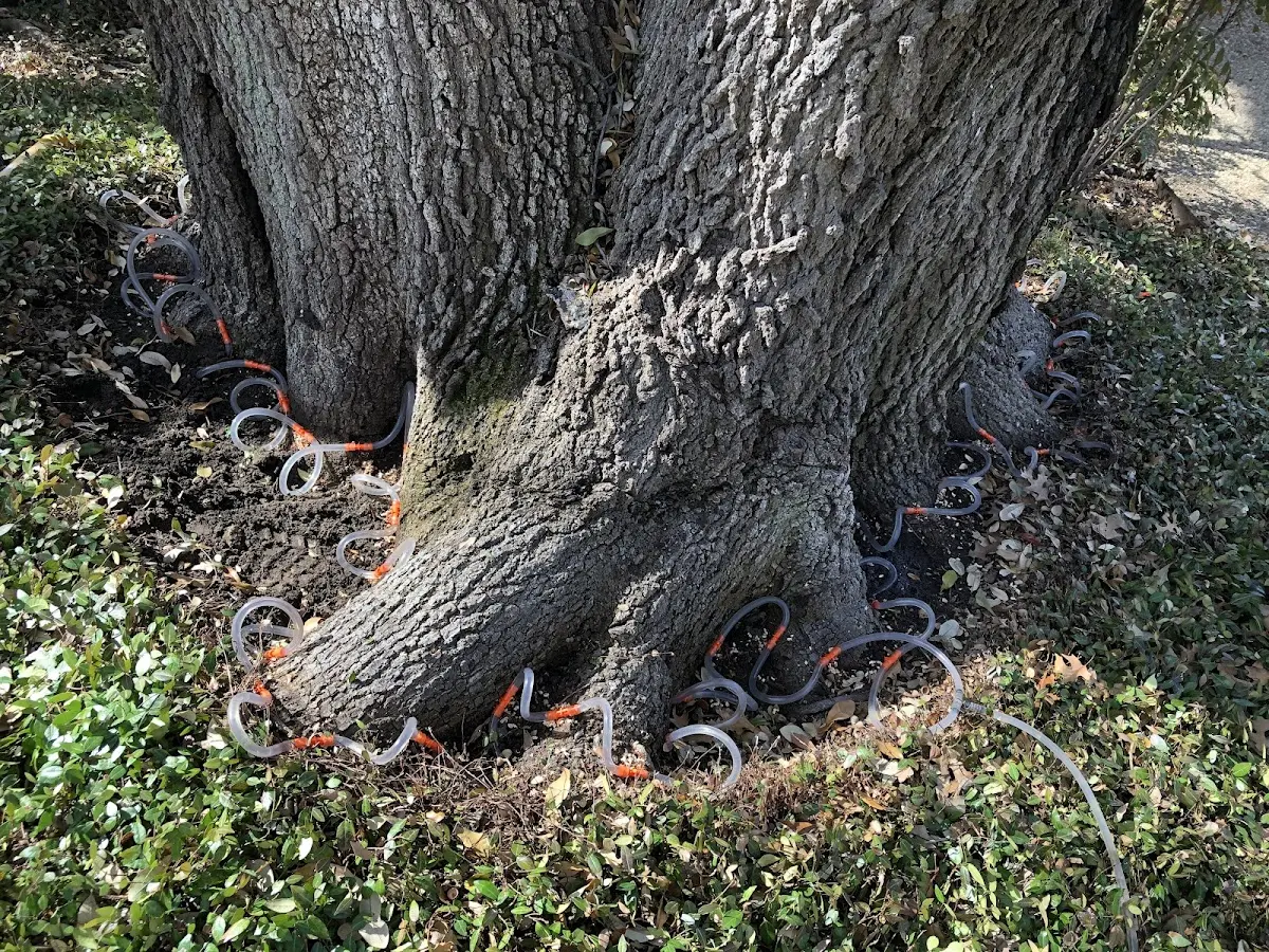 Detailed Tree Cabling and Bracing job site in Keystone