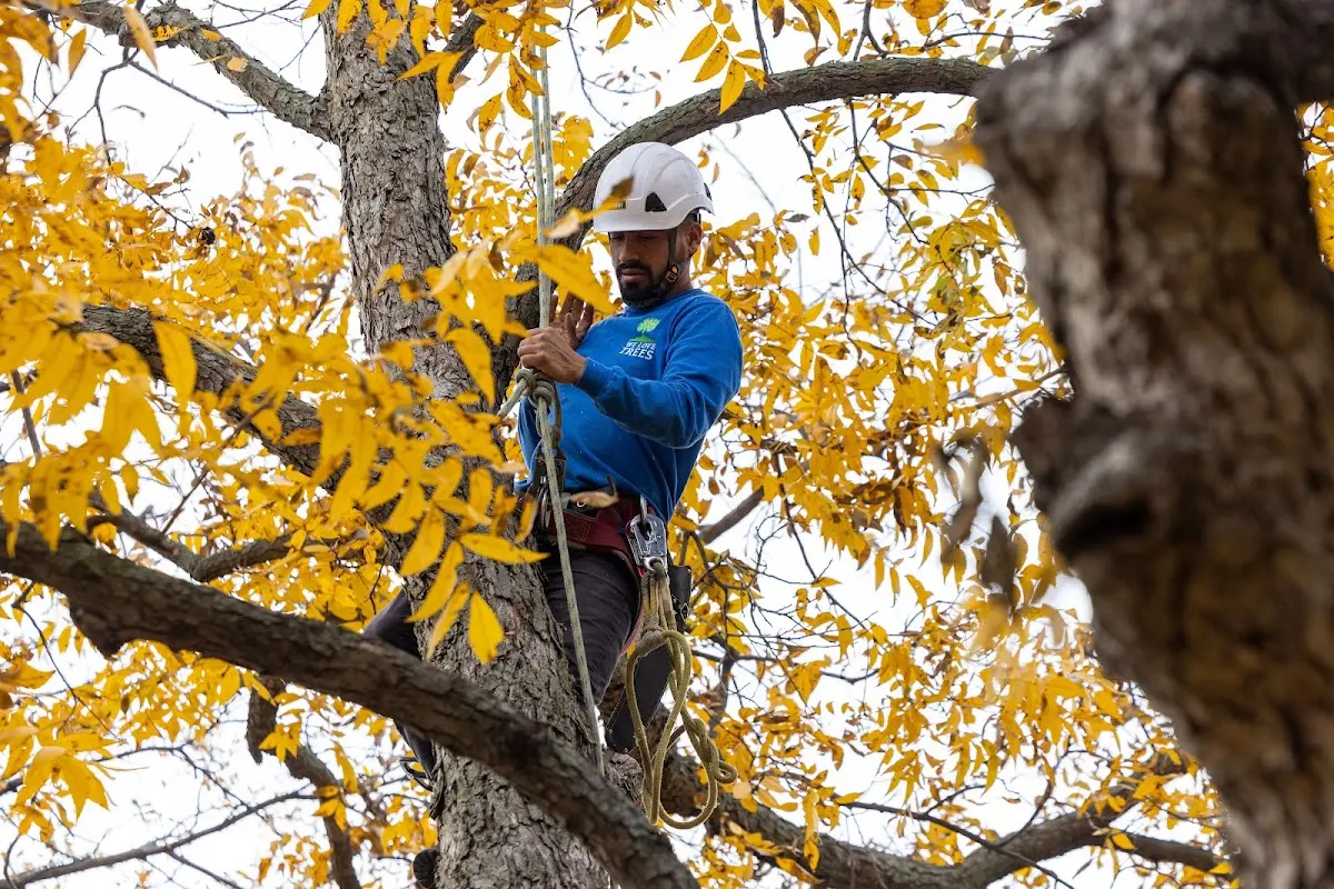 Skilled Tree Planing crew working in Keystone